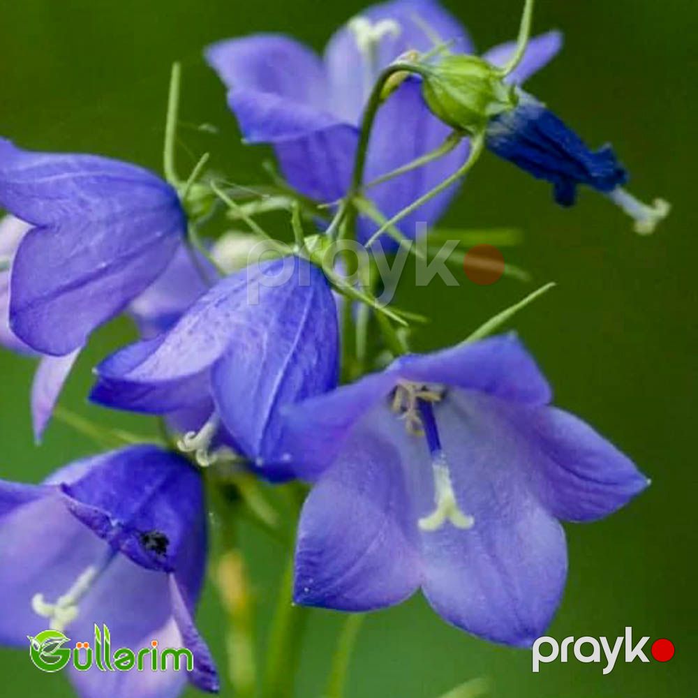 Zəng Gülü - (Campanula) — Bitkilər, Bakı (2)