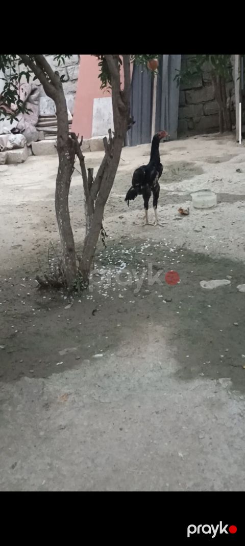 Biri Atasdı birdə qardaşı riyal alcya məşq və döyüş purobu Aylacaq — Digah
