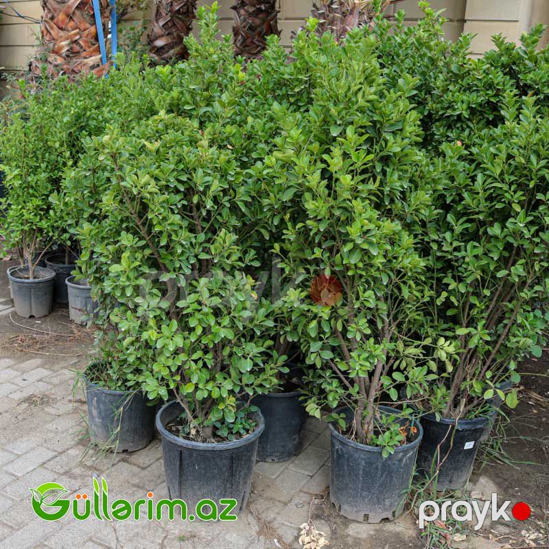 Pittosporum (Eveniums) — Bitkilər, Bakı (2)