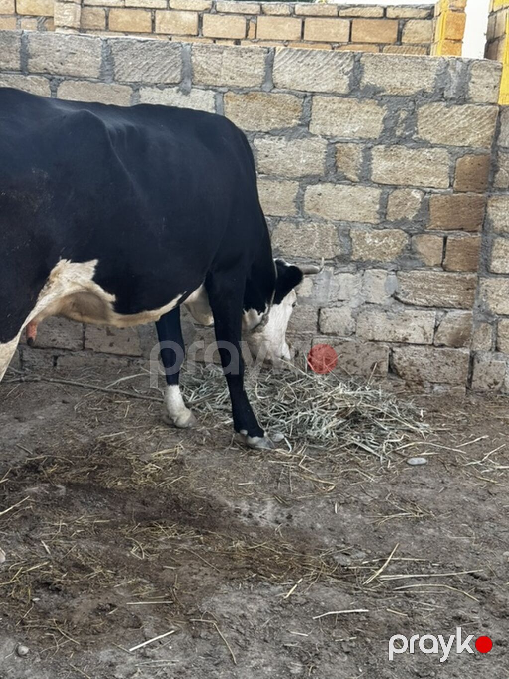 3-cü balasın dekabrda doğacaq. Təmiz 20-22 litr süd verir. Simmentalla — Kənd təsərrüfatı heyvanları, Sumqayıt (4)