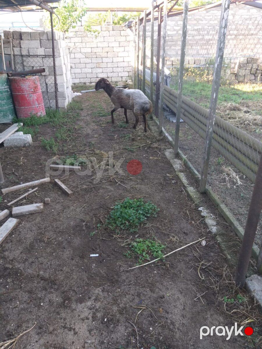 Qoç — Kənd təsərrüfatı heyvanları, Bakı (3)
