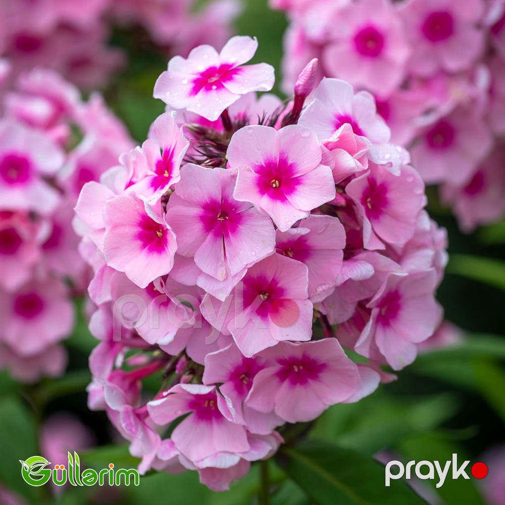 Floks (Phlox paniculata) — Bitkilər, Bakı (3)