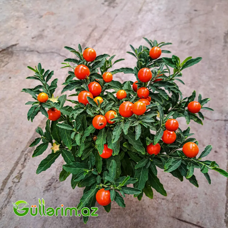 Qış Alması (Jerusalem Cherry) — Bitkilər, Bakı (2)