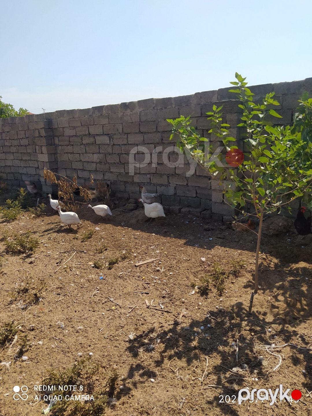 Firənglər — Quşlar, Bakı (4)