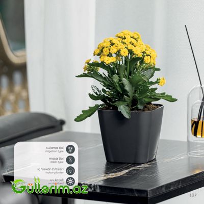 Plastik Dibçək 019 — Garden decor