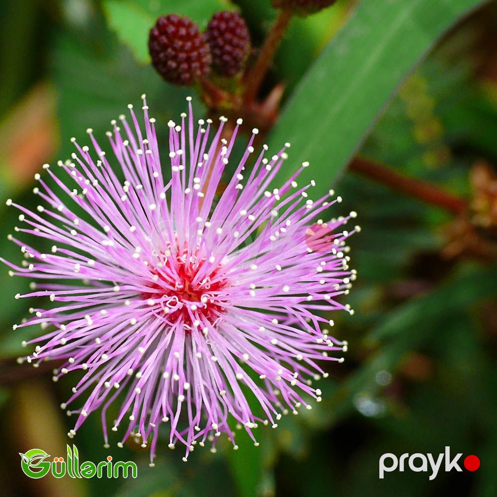 Utancaq Mimoza – Küsən Gül (Mimosa pudica) — Bitkilər, Bakı (2)