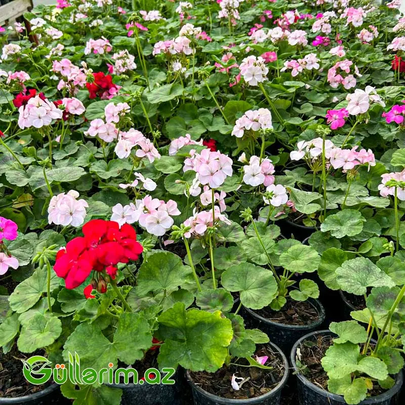 Qeranium (Pelargonium / Geranium) — Bitkilər, Bakı (3)