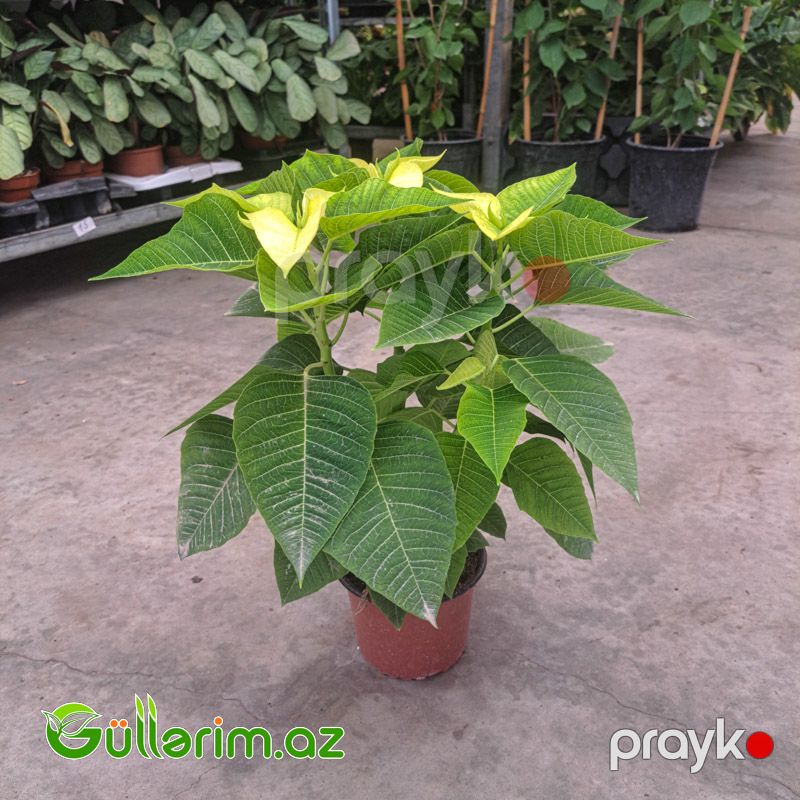 Poinsettia (Atatürk çiçəyi) — Bitkilər, Bakı (5)
