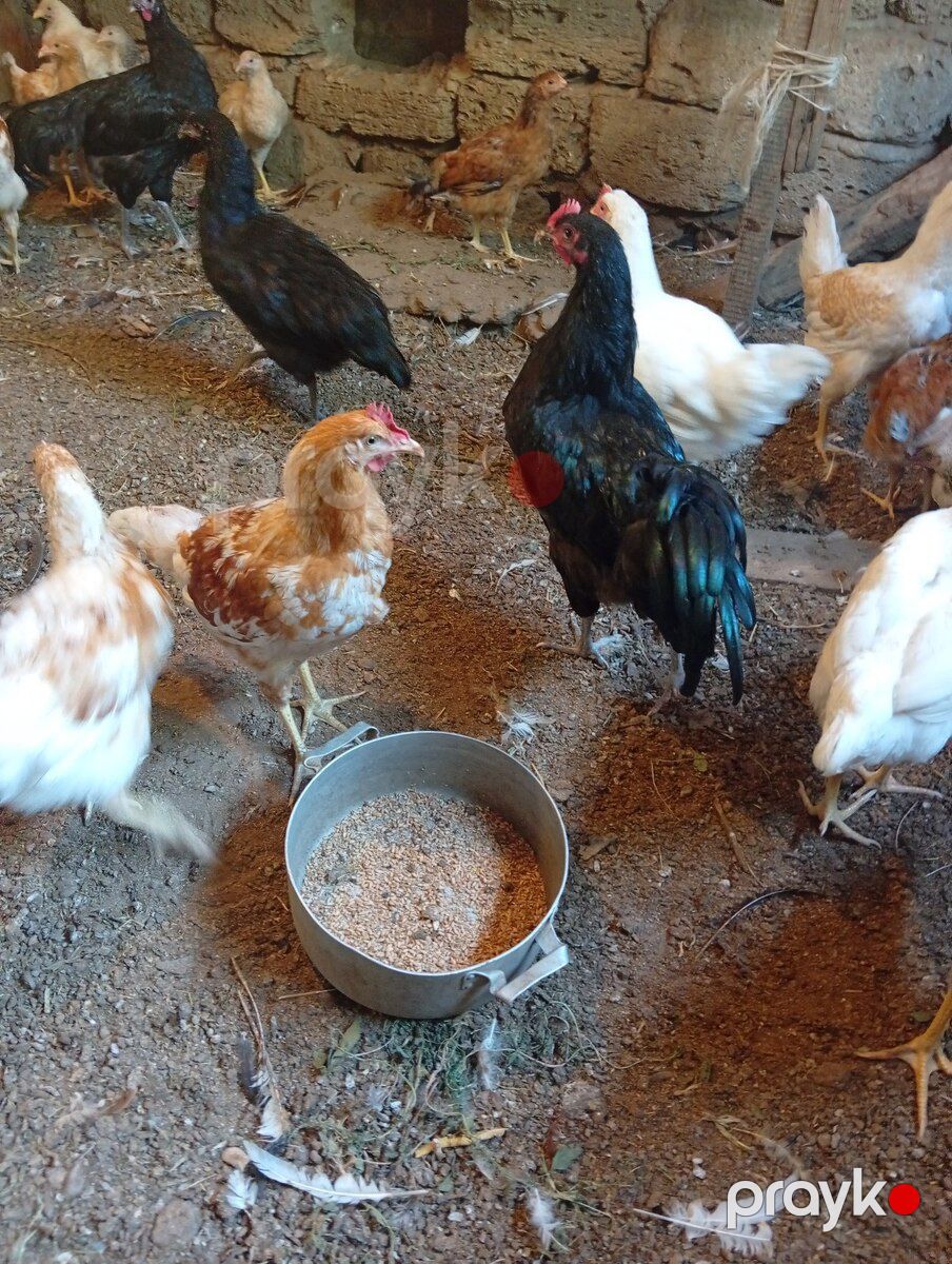 Xoruz və ördək — Quşlar, Bakı (6)