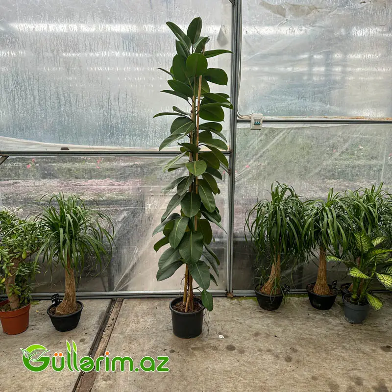 Fikus Robusta / Kauchuklu Fikus (Ficus elastica 'Robusta') — Bakı