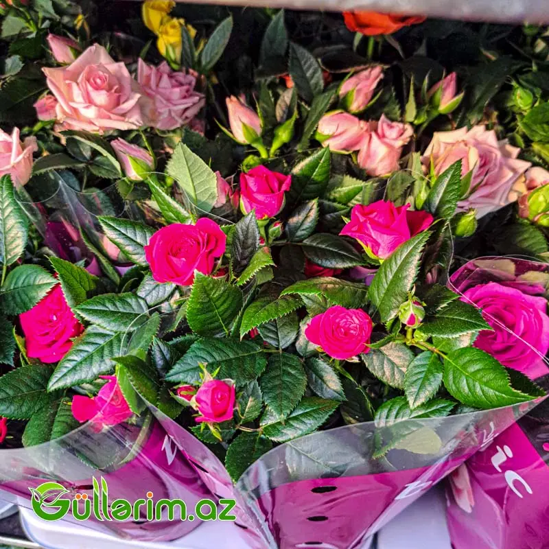 Mini Rose – Miniatür Gül — Bitkilər, Bakı (7)