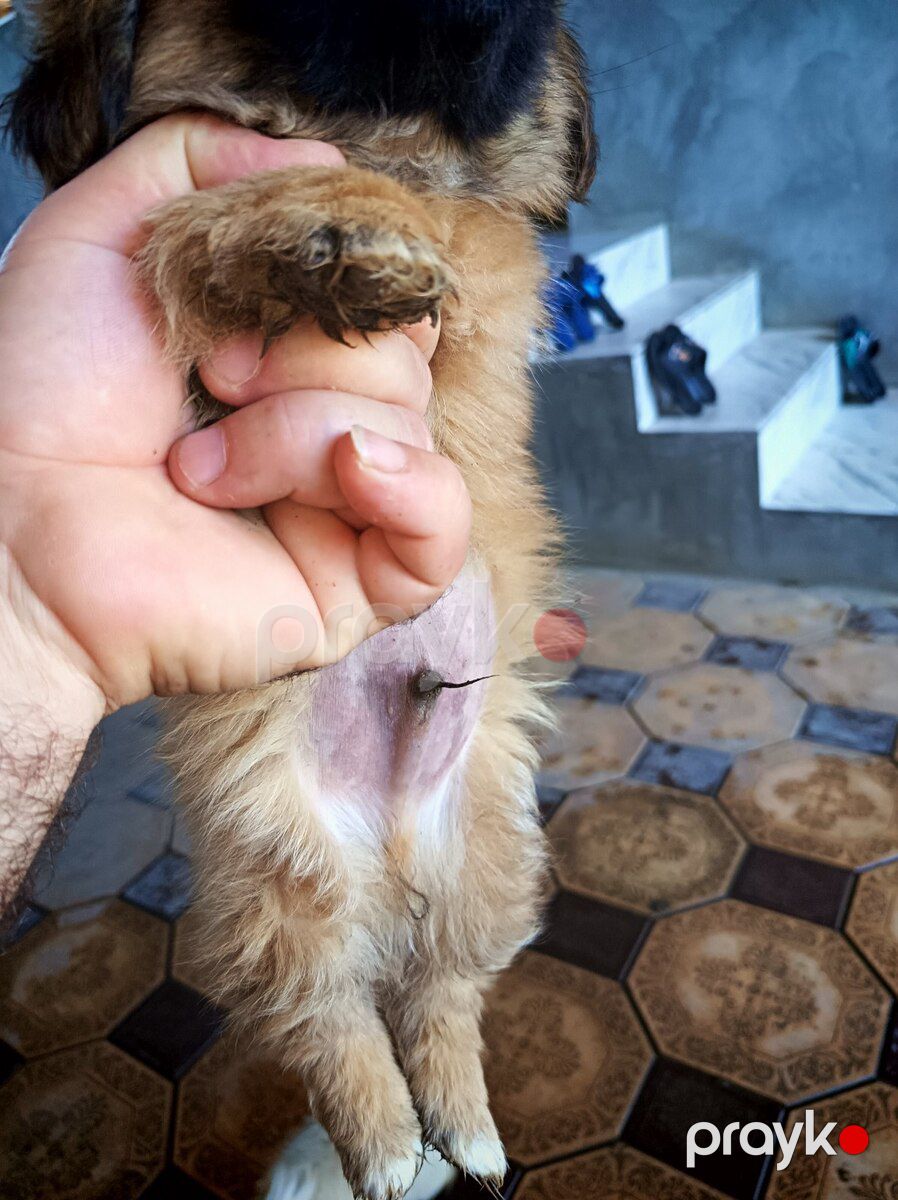 Pekines — Köpəklər, Gəncə (3)