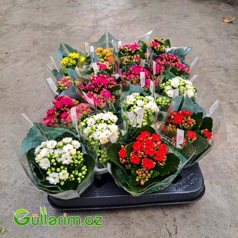 Kalanchoe – Kalanxoe (Kalanqo) — Goods