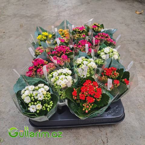 Kalanchoe – Kalanxoe (Kalanqo) — Растения