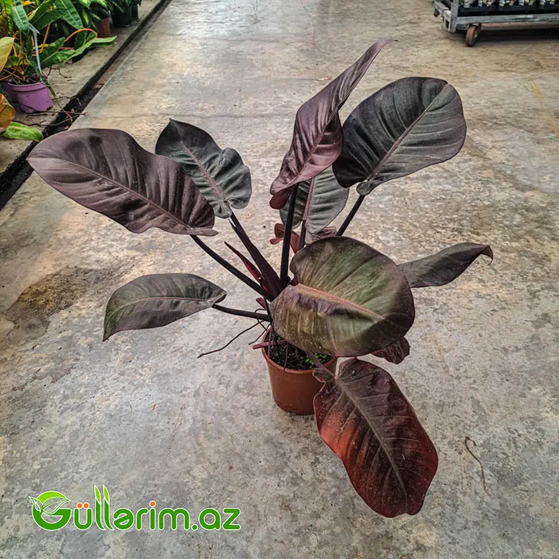 Philodendron (Filodendron) - Qara yarpaq — Mallar