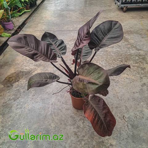Philodendron (Filodendron) - Qara yarpaq — Oʻsimliklar