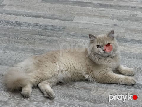 Erkək — Bakı