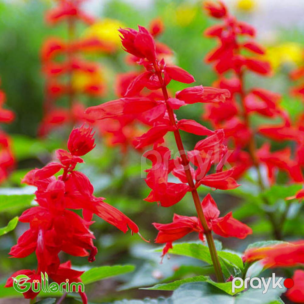 Salviya (Salvia splendens) — Bitkilər, Bakı (4)