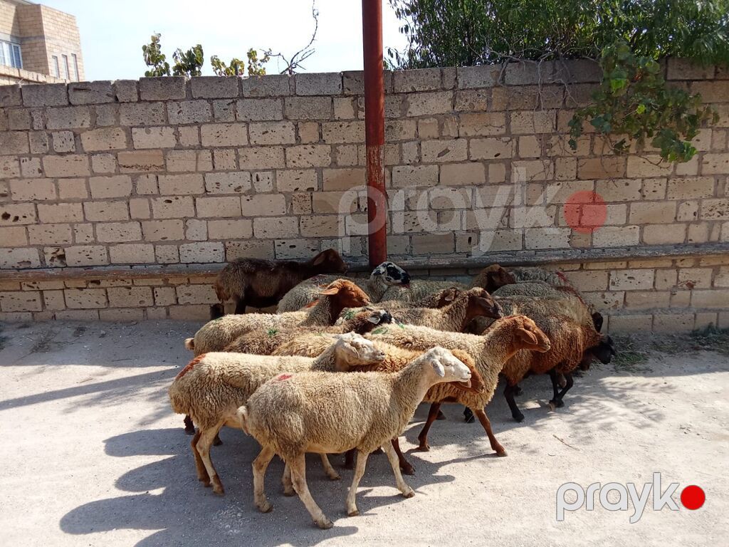 1 baş qoyun 210 azn dir doğmuş qoyunlardı qoçunu alıblar — Kənd təsərrüfatı heyvanları, Digah (4)