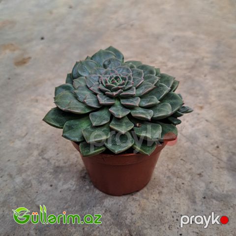 Sukulent (Yaşıl Echeveria)