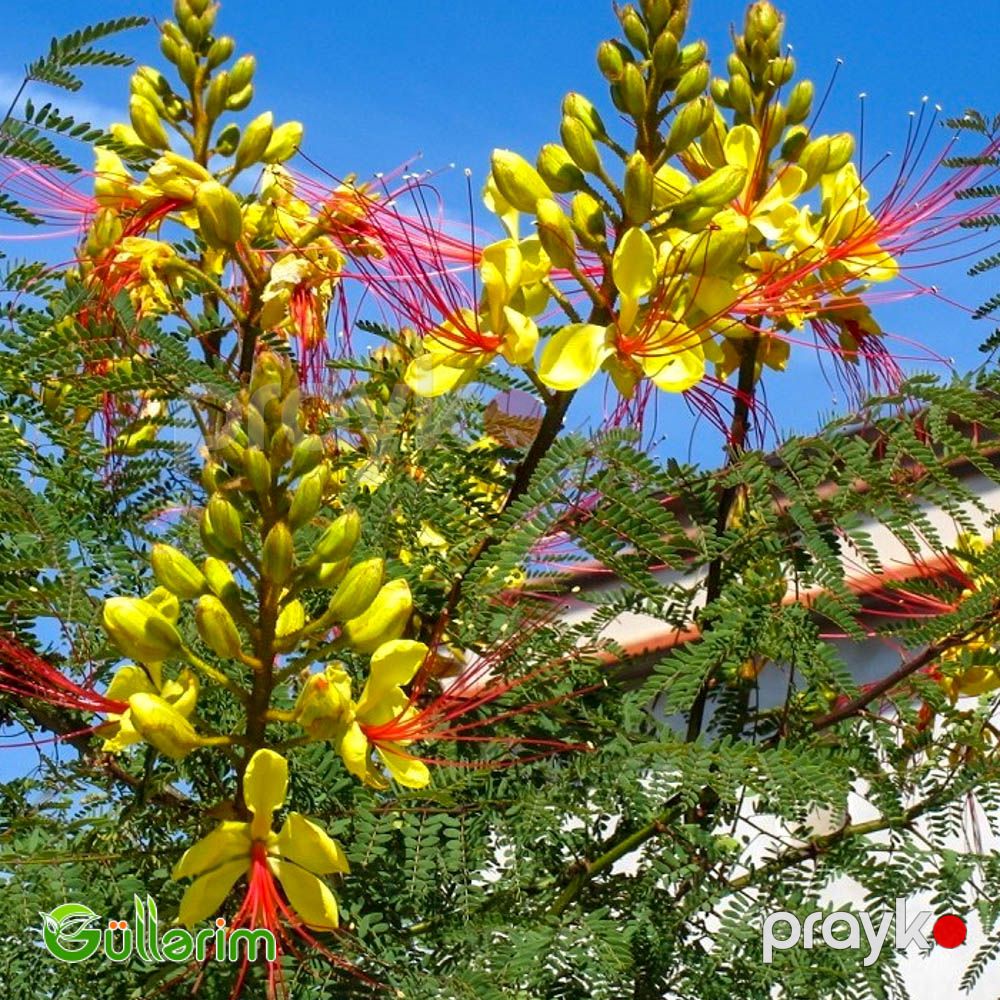 Sezalpiniya Jilesi (Caesalpinia gilliesii) — Bitkilər, Bakı (4)