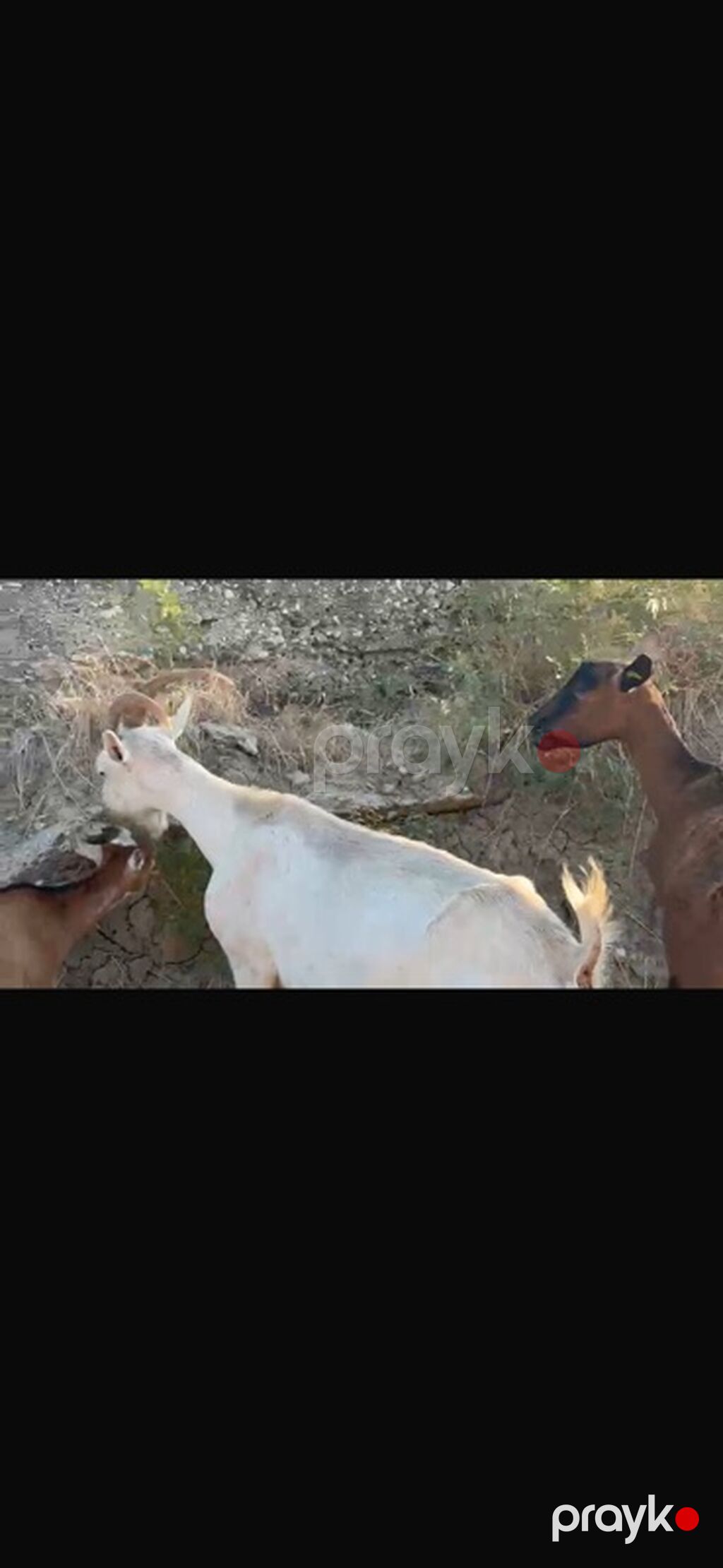 Agribal alpin ober(H) sanen 3 ed ana oberhas 6 ed sanen 1 ed ana heleb — Kənd təsərrüfatı heyvanları, Sumqayıt (10)