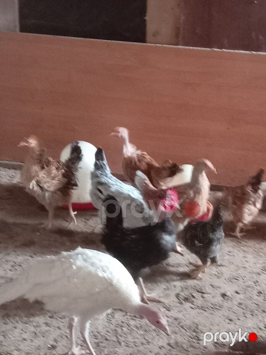 Kənd cücələri — Quşlar, Bakı (4)