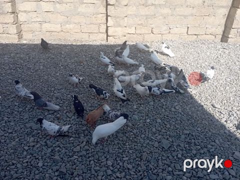 Məhsul: Ev göyərçinləri dəsti Təsvir: - Rəng və naxış müxtəlifliyi — Qobu