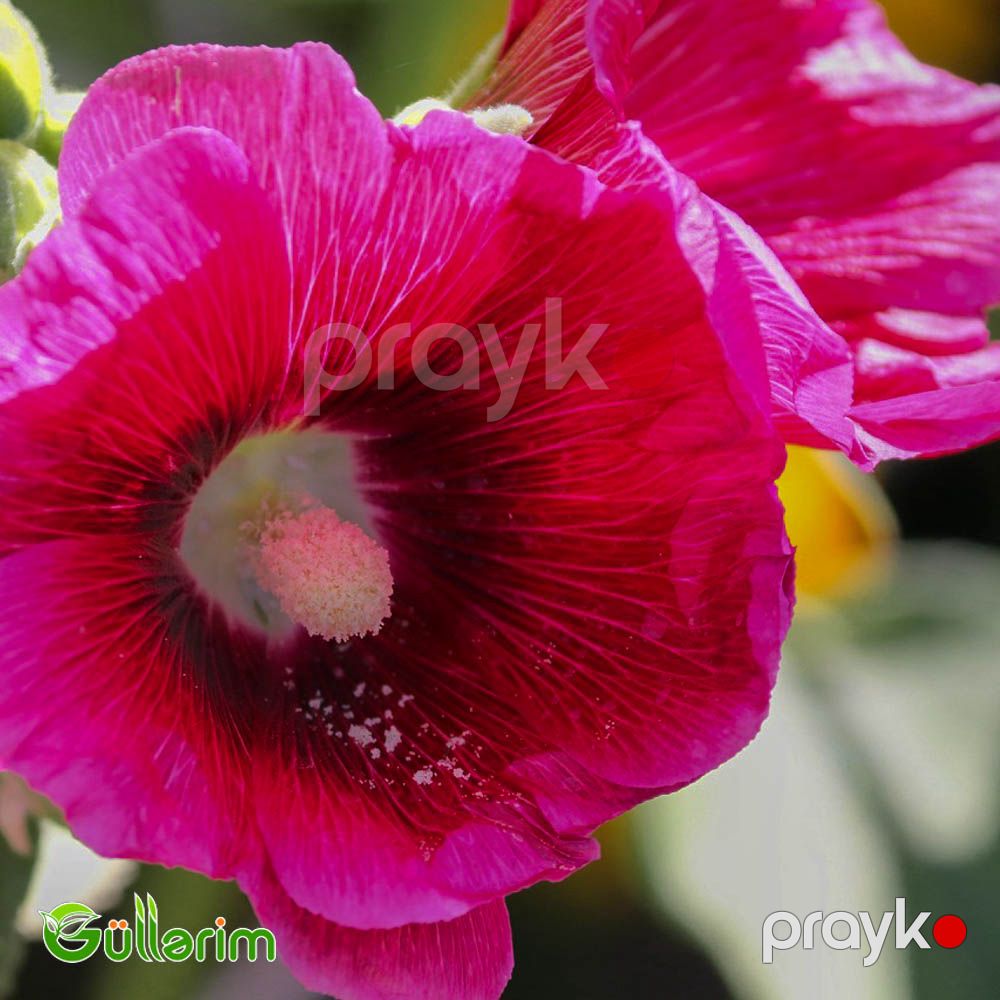 Malva (Alcea) — Bitkilər, Bakı (2)