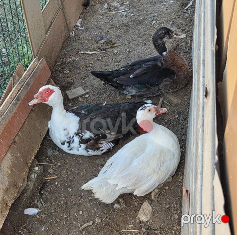Muscovy ördəkləri – 3 baş - Növlər: Muscovy (hinduşka ördəyi kimi də — Ağdam