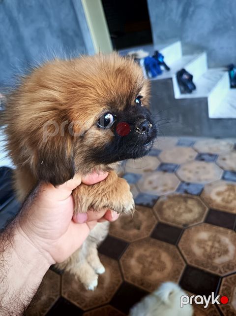 Pekines — Gəncə