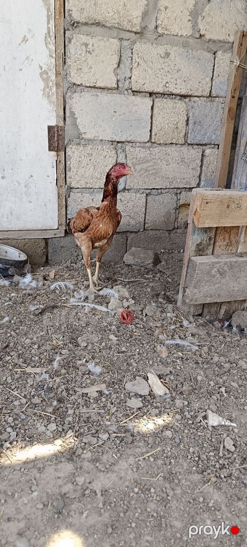 Heyratı fere. tam sagladim yumurtlayir qani cinsi temiz heyvandi — Mingəçevir