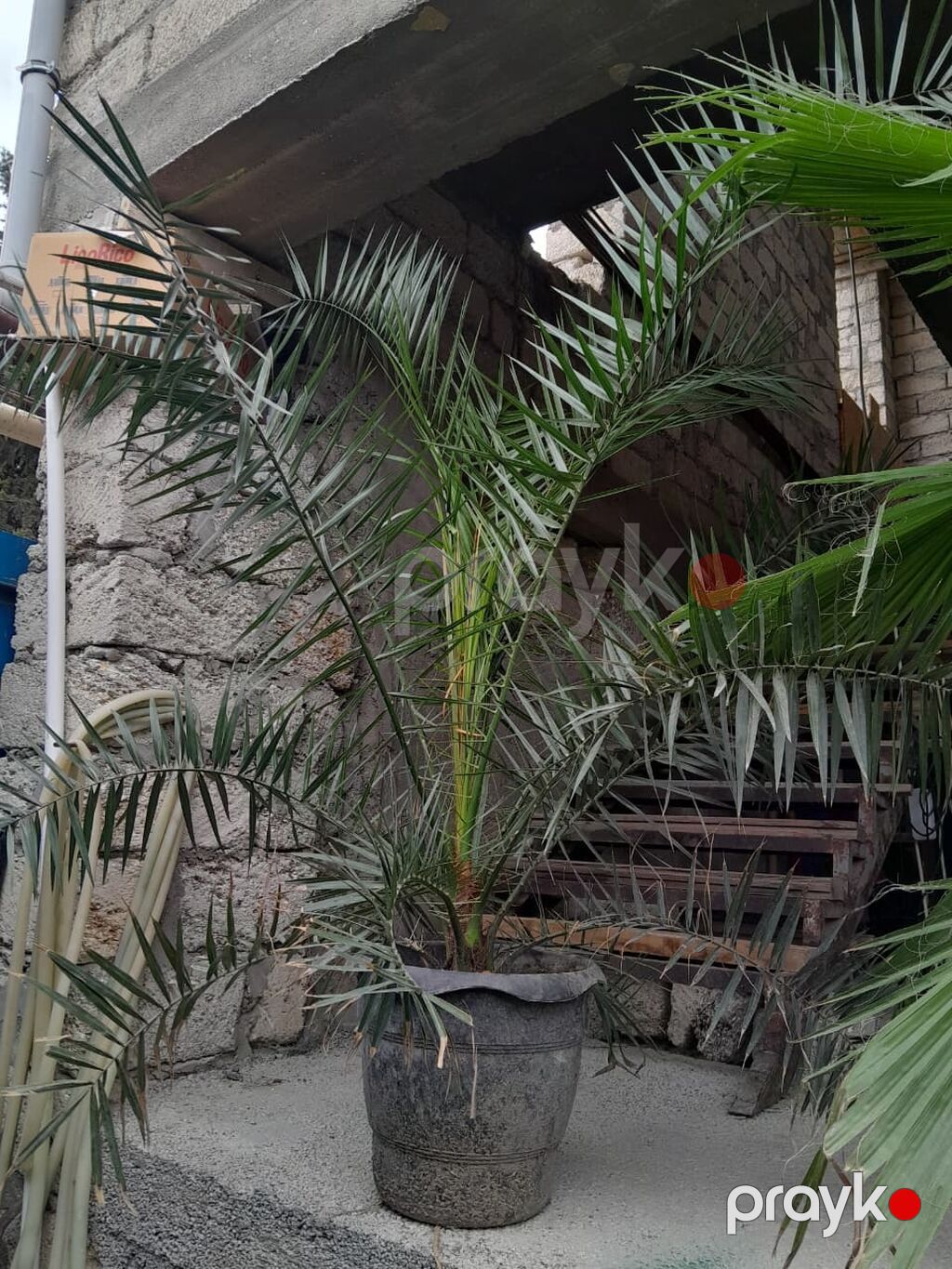 Palma razılaşma yolu ilə satılır — Ev malları, Bakı (2)