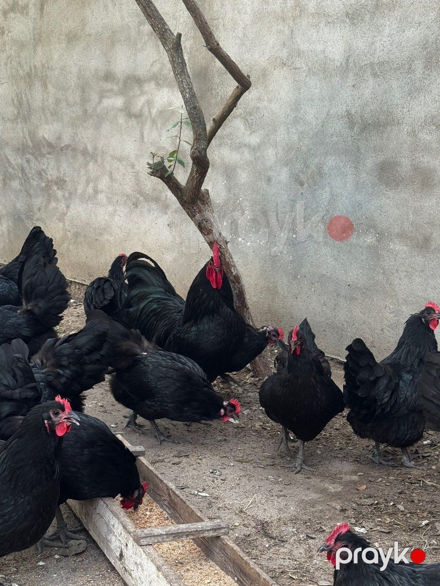 Avstralorp toyuqları — Quşlar, Bakı (4)