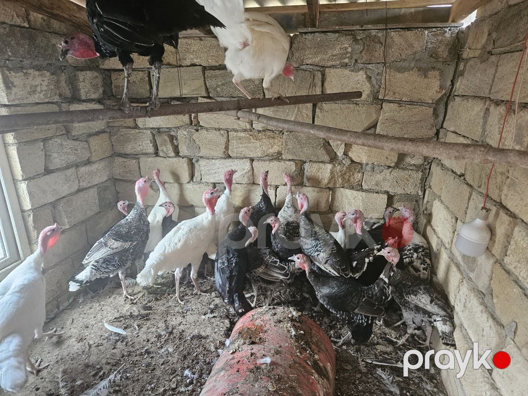 Hinduşka — Quşlar, Bakı (4)