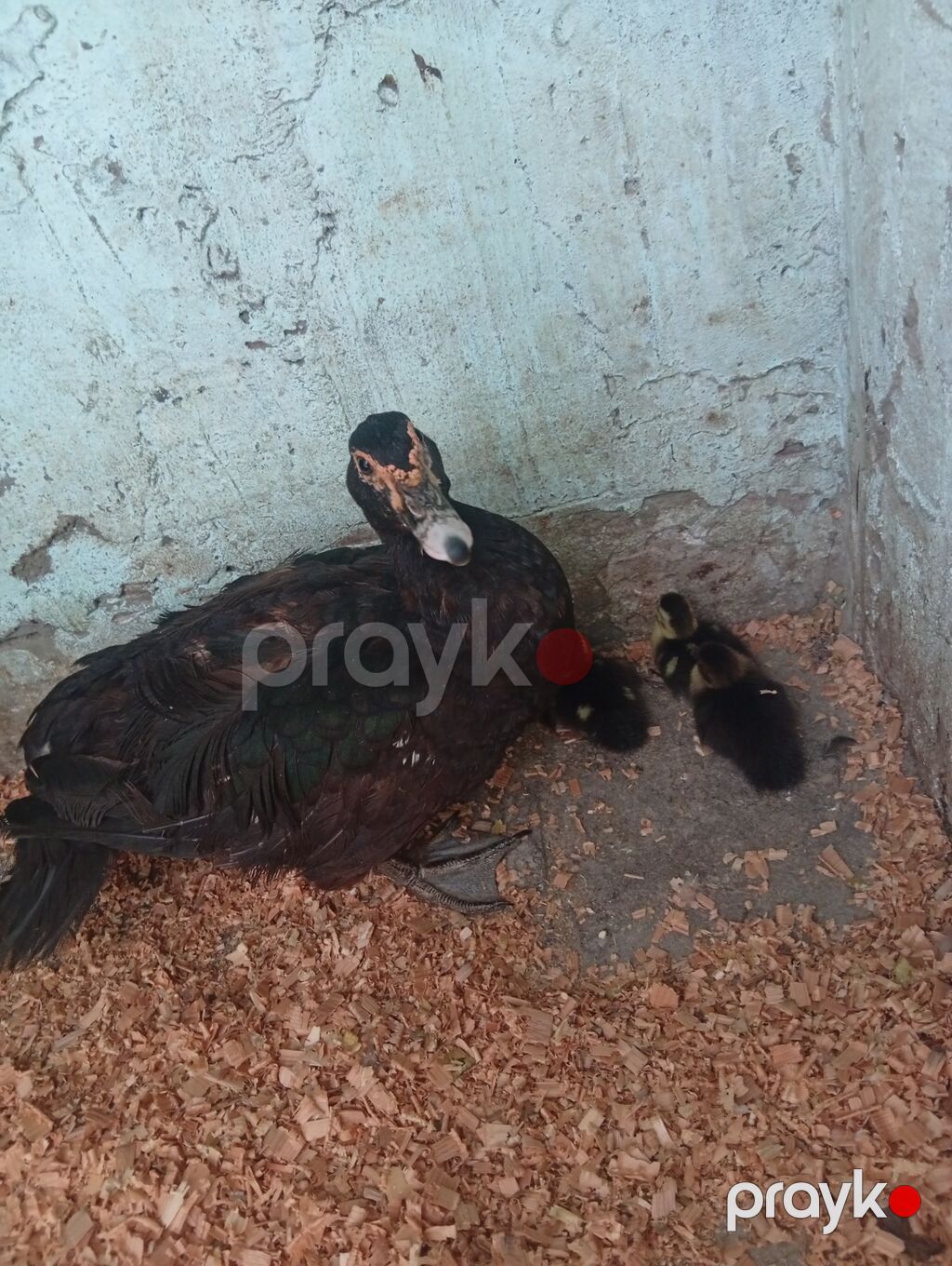 Salam şəkildə gördüyüvüz tam saglam ana bala lal ördəklər satilir — Digər heyvanlar, Bakı (2)