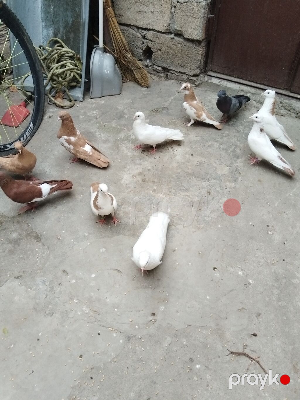 Satıllr 10 quş 100 manat gəncə — Göyərçin, Gəncə (3)