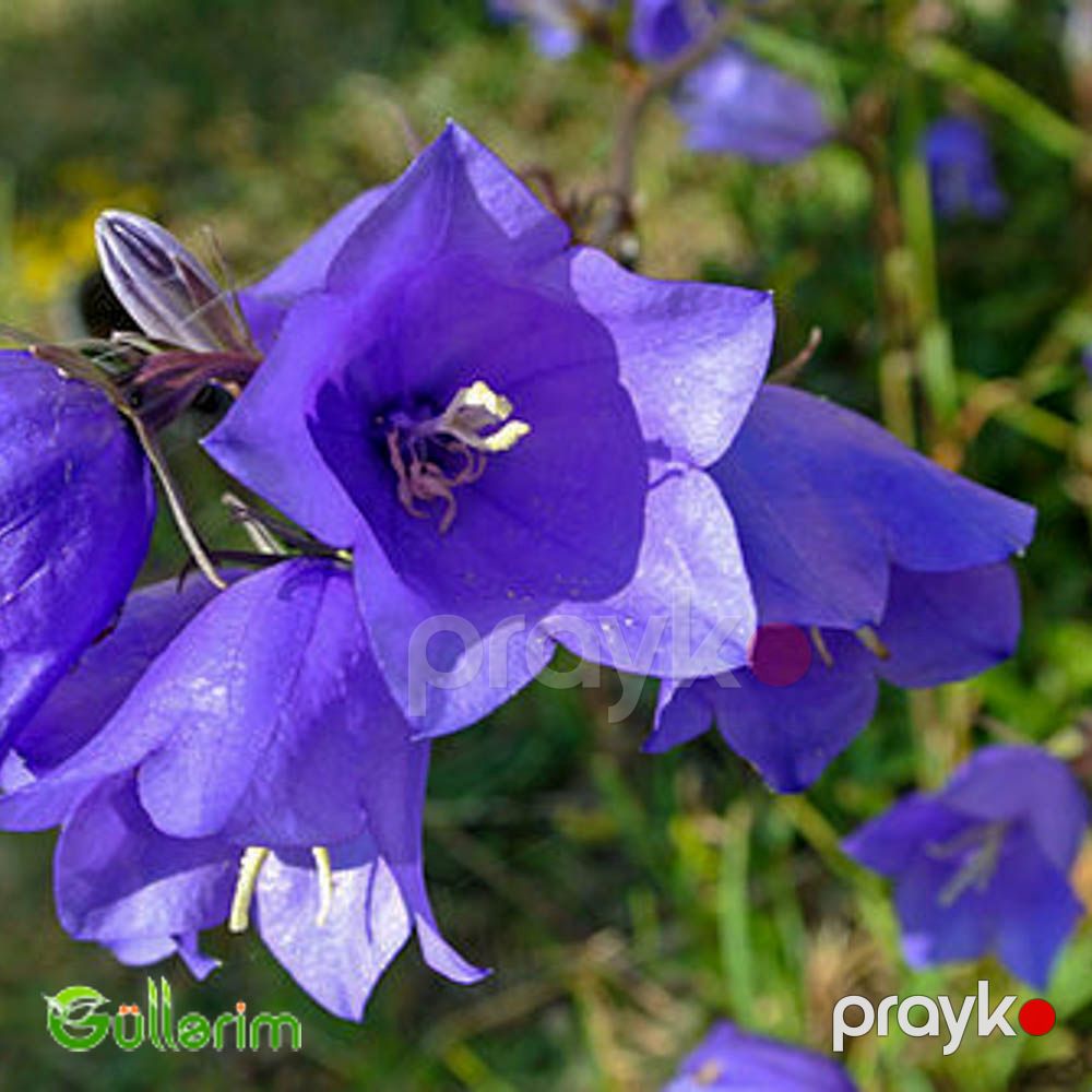 Zəng Gülü - (Campanula) — Bitkilər, Bakı (5)