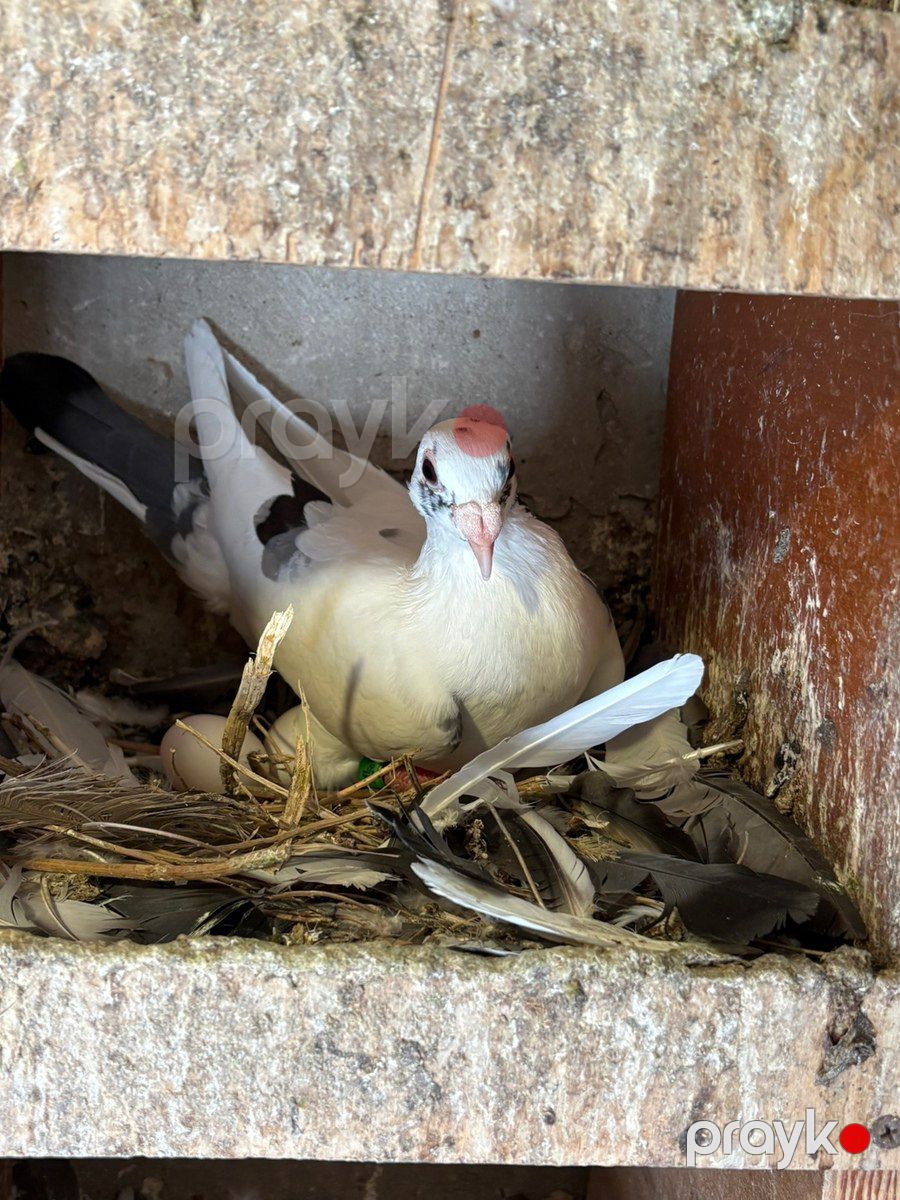 Göyərçinlər — Quşlar, Bakı (6)