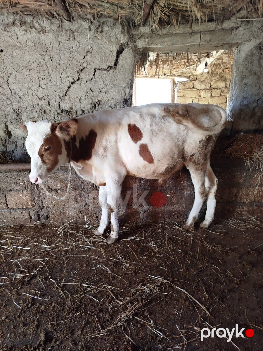 Dana — Kənd təsərrüfatı heyvanları, Xaçmaz (2)