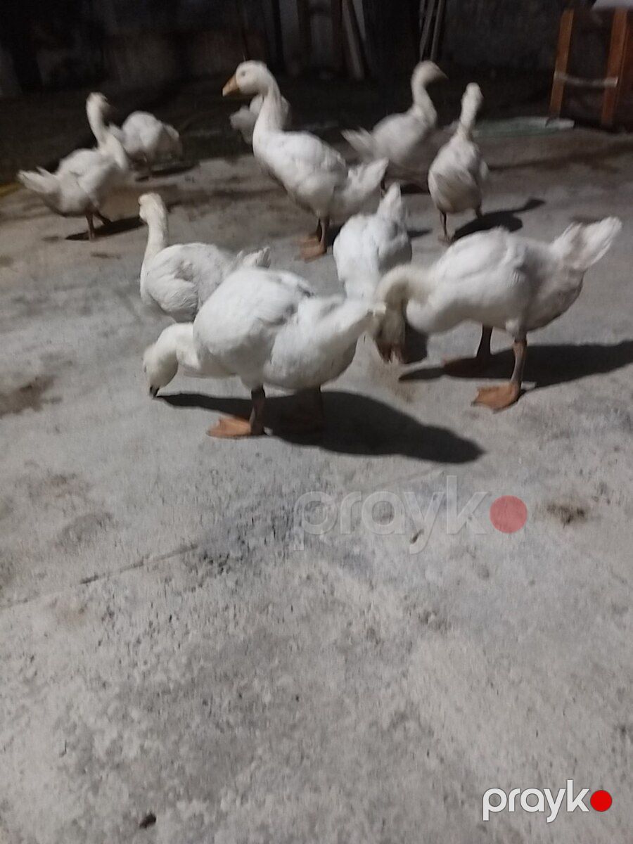 Linda kuban qazları — Quşlar, Şəki (3)