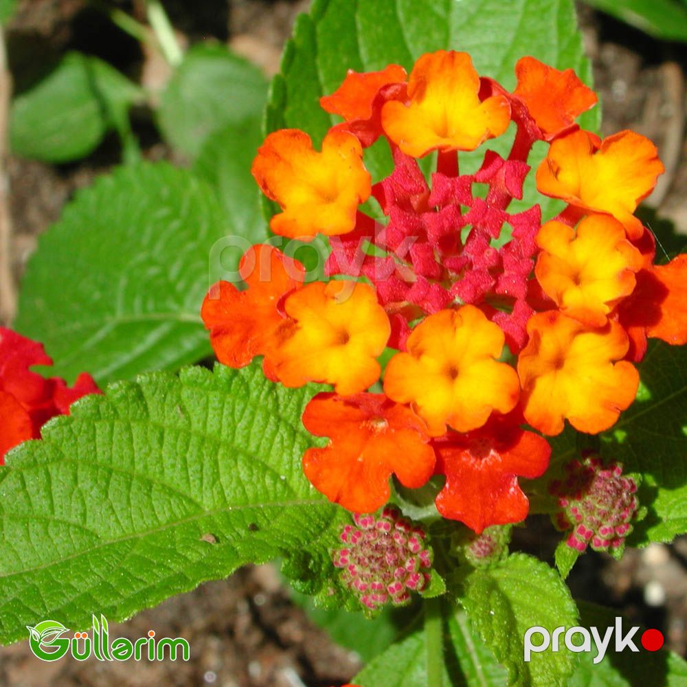 Lantana (Lantana camara) — Bitkilər, Bakı (2)
