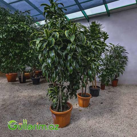 Drasena Dorado — Plants