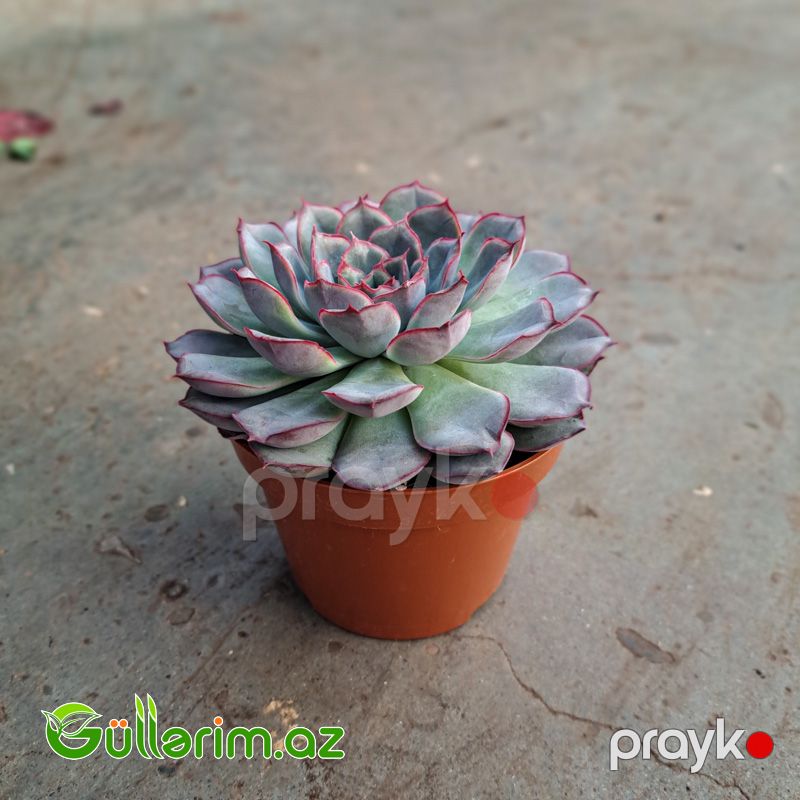 Sukulent Echeveria) — Bitkilər, Bakı (2)