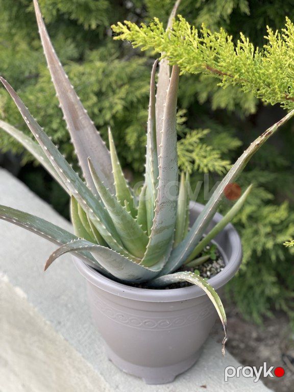 Aloe vera — Bitkilər, Bakı (2)