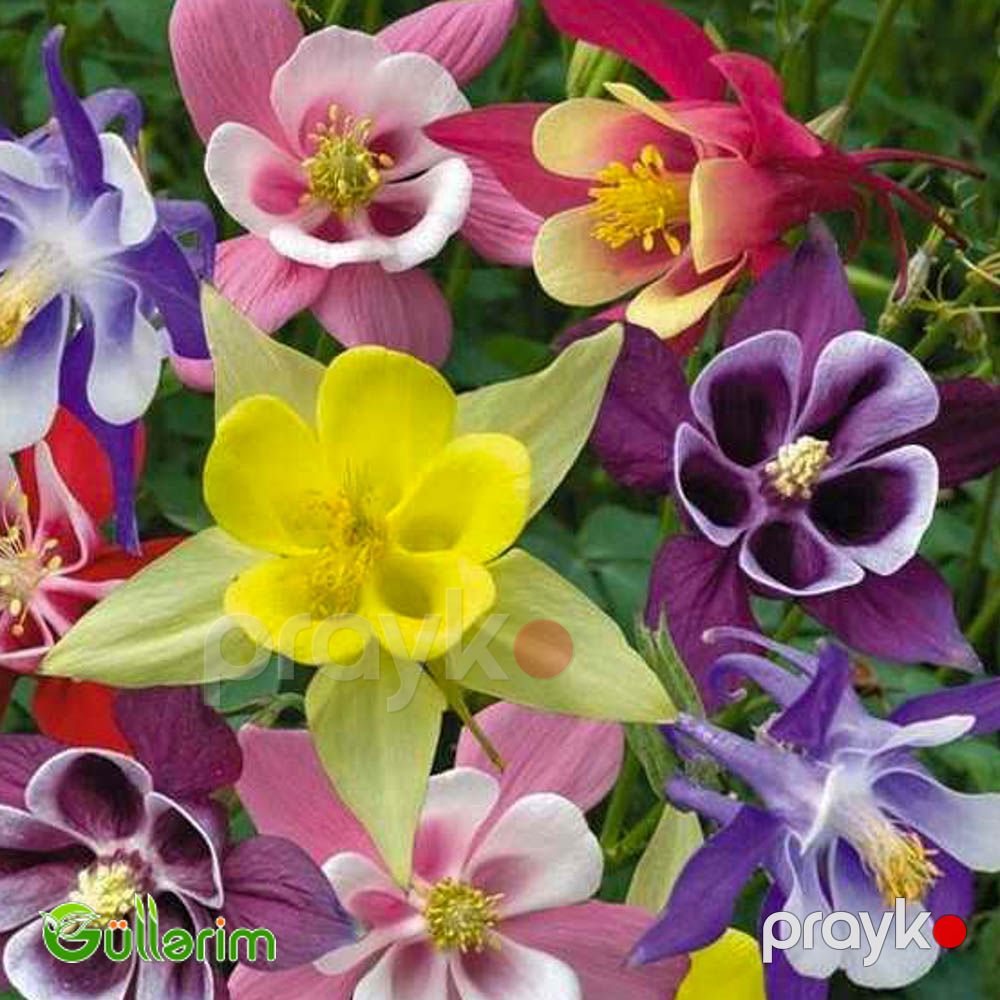 Akvilegiya (Aquilegia vulgaris) — Bitkilər, Bakı (4)