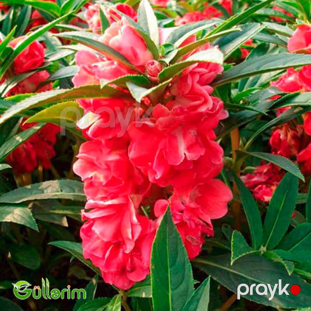 Balsamin (Impatiens walleriana) — Bitkilər, Bakı (5)
