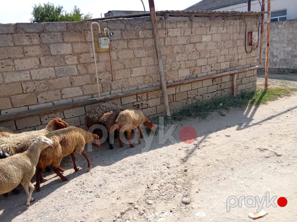1 baş qoyun 210 azn dir doğmuş qoyunlardı qoçunu alıblar — Kənd təsərrüfatı heyvanları, Digah (3)