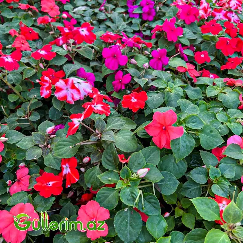 Balsamin (Impatiens) — Mallar