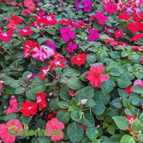 Balsamin (Impatiens) — Растения